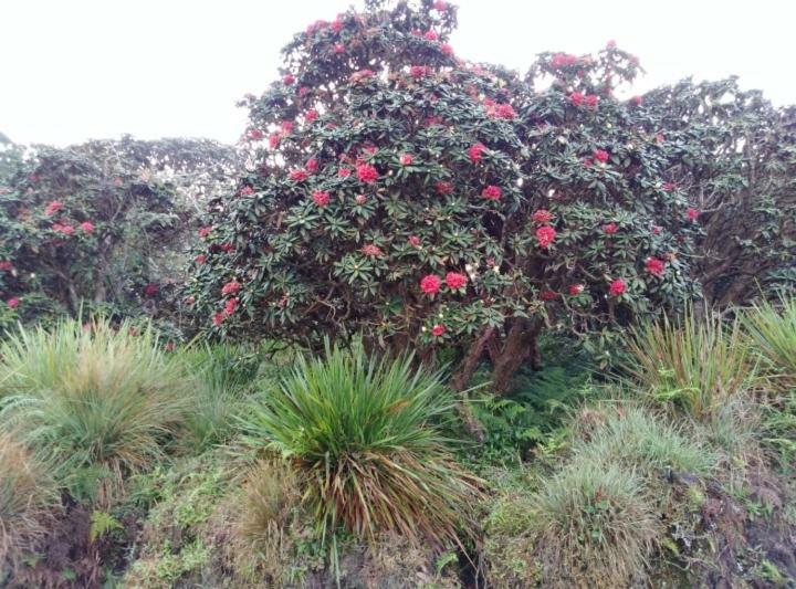 Forest Cyniciam Homestay Homestay *